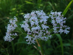 Valeriana officinalis