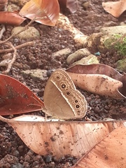 Mycalesis horsfieldi