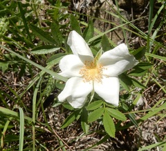 Rosa foliolosa