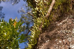 Pyrrosia confluens