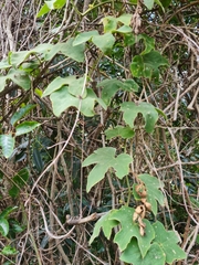 Diplocyclos palmatus