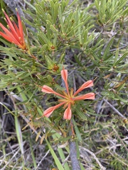 Lambertia