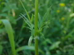 Valeriana officinalis