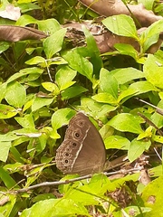 Mycalesis horsfieldi