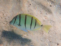 Acanthurus triostegus sandvicensis