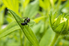 Camponotus japonicus