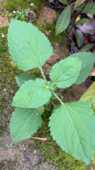 Ageratum conyzoides