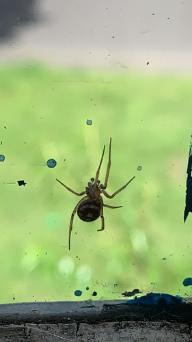False Black Widow, Bilthoven, photo 10 of 10