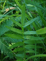 Valeriana officinalis