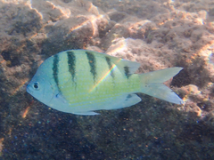 Abudefduf abdominalis