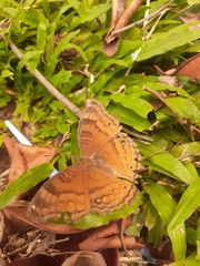 Junonia hedonia
