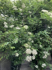 Sambucus nigra