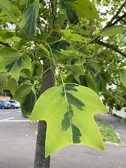 Liriodendron tulipifera