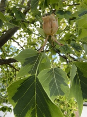 Liriodendron tulipifera