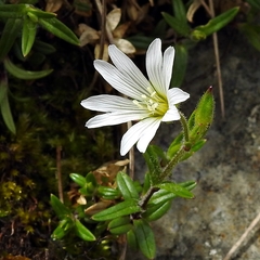Cerastium morrisonense
