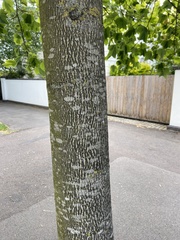 Liriodendron tulipifera