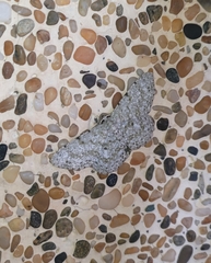 Catoria sublavaria
