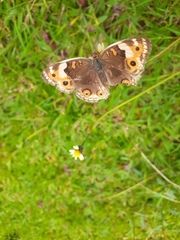 Junonia orithya