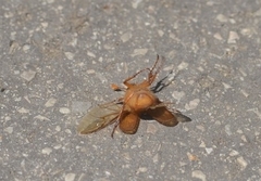 Rhizotrogus aestivus