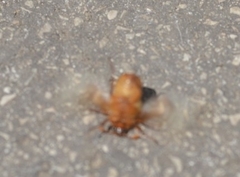 Rhizotrogus aestivus