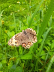 Junonia orithya