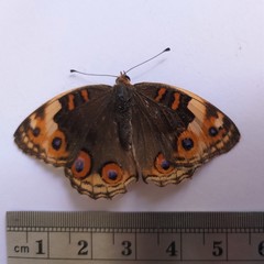 Junonia orithya