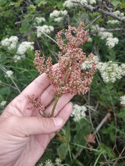 Rumex tuberosus
