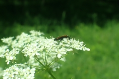 Oedemera femorata