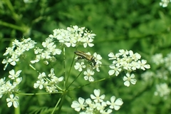 Oedemera femorata
