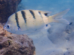 Abudefduf abdominalis