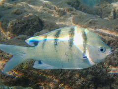 Abudefduf abdominalis