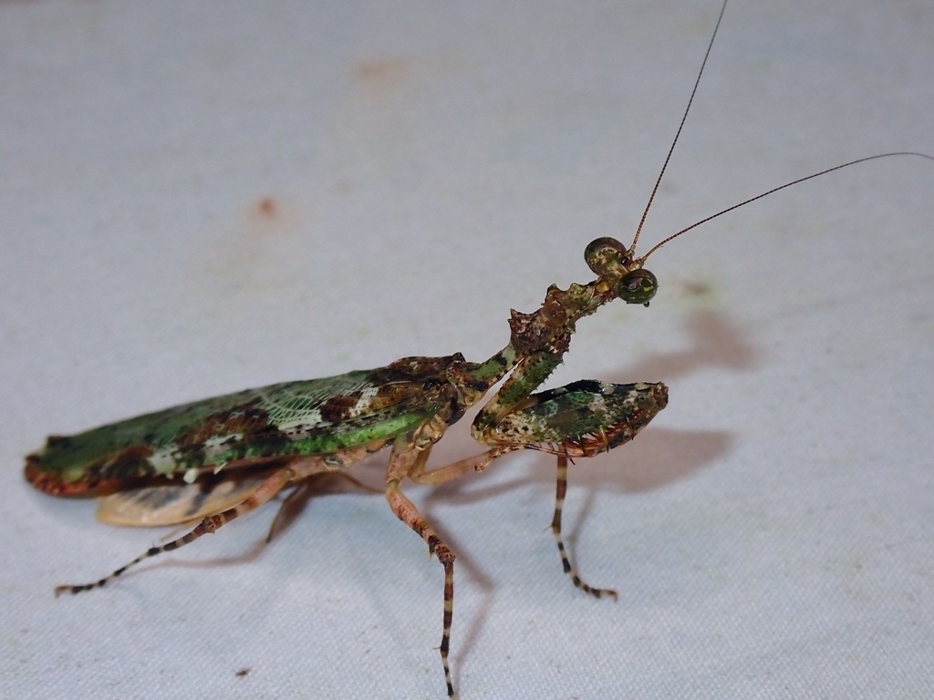 Majangella ophirensis
