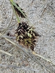 Carex sabulosa