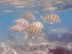 Acanthurus triostegus sandvicensis