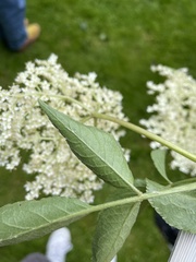 Sambucus nigra