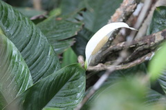 Spathiphyllum wallisii