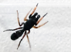 Leptorchestes berolinensis