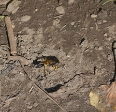 Sceliphron destillatorium