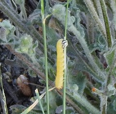 Heliothis peltigera