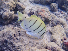 Acanthurus triostegus sandvicensis