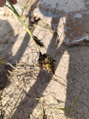 Carex sabulosa