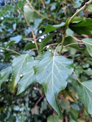 Hedera helix