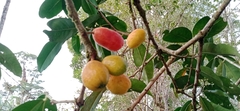 Spondias purpurea