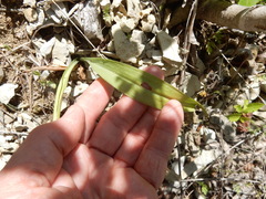Spiranthes magnicamporum