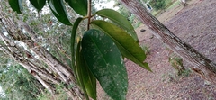 Spondias purpurea