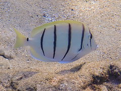 Acanthurus triostegus sandvicensis