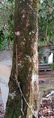 Spondias purpurea