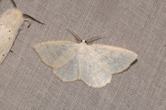 Cabera exanthemata