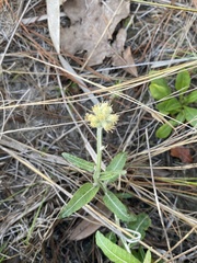 Pterocaulon pycnostachyum