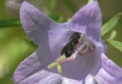 Chelostoma rapunculi
